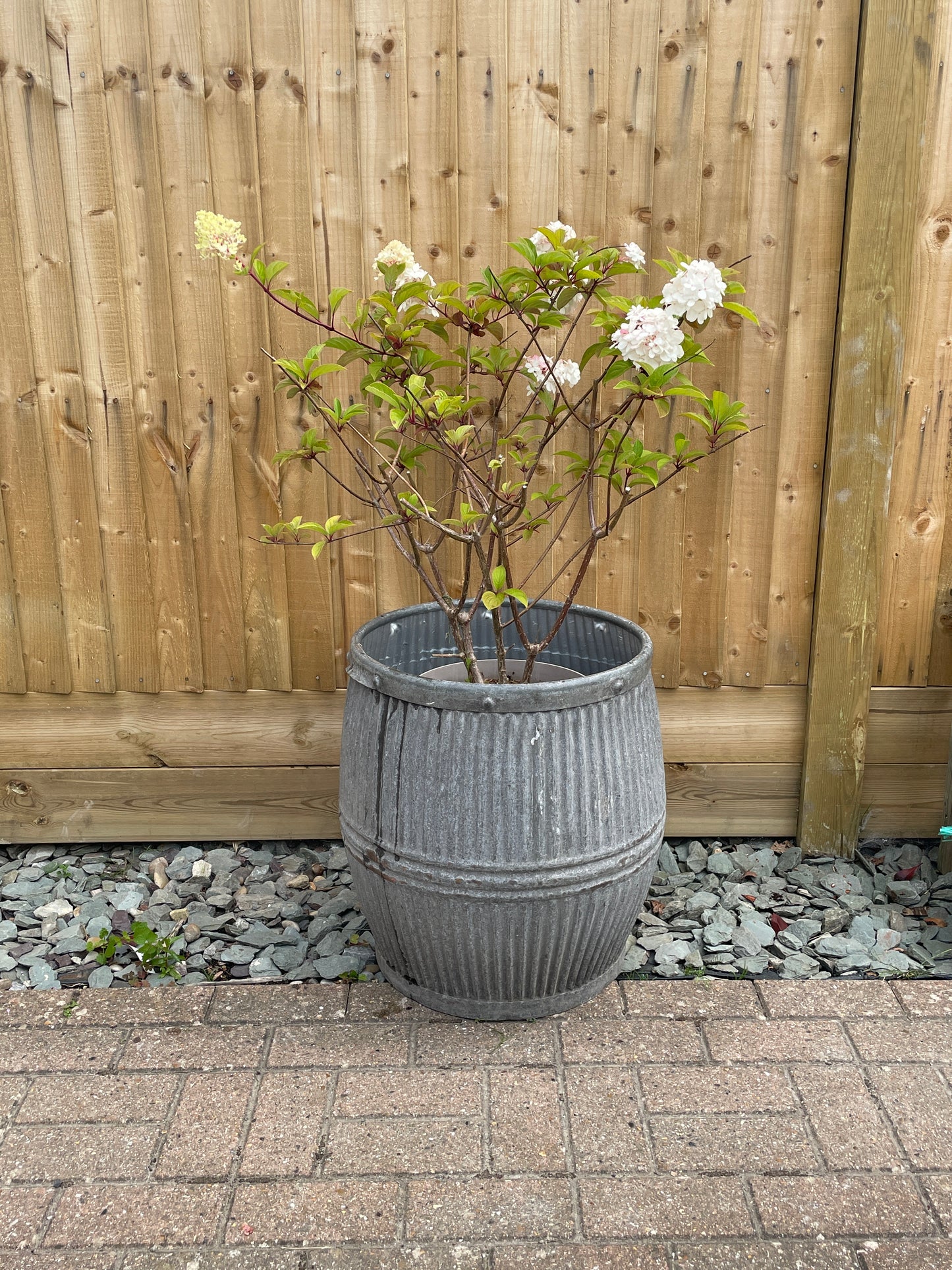 Original Vintage English Galvanised Dolly Tub 'Bowling' Branded Metal Round Planter.