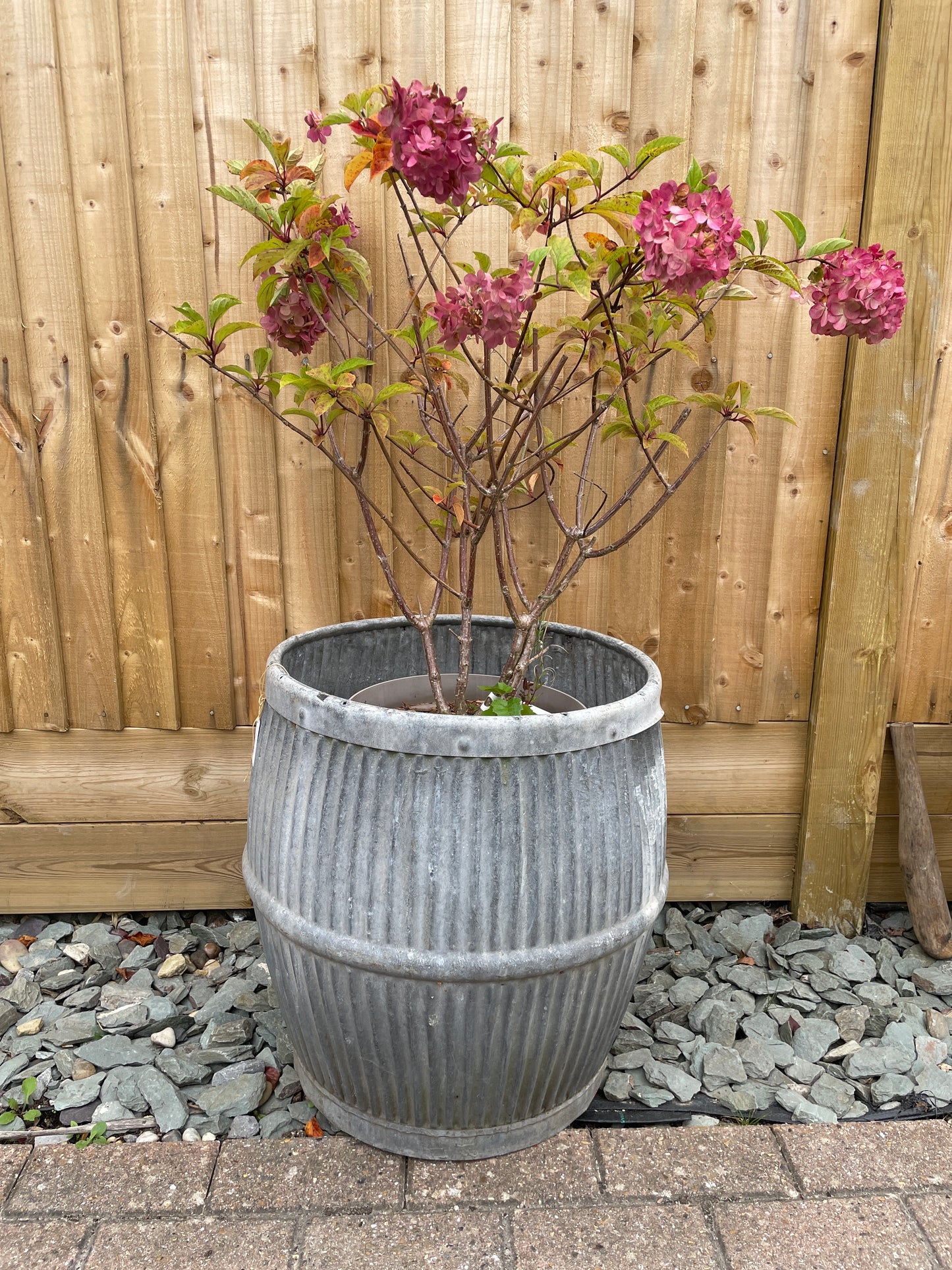 Dolly tub vintage original English design barrel shaped galvanised planter.