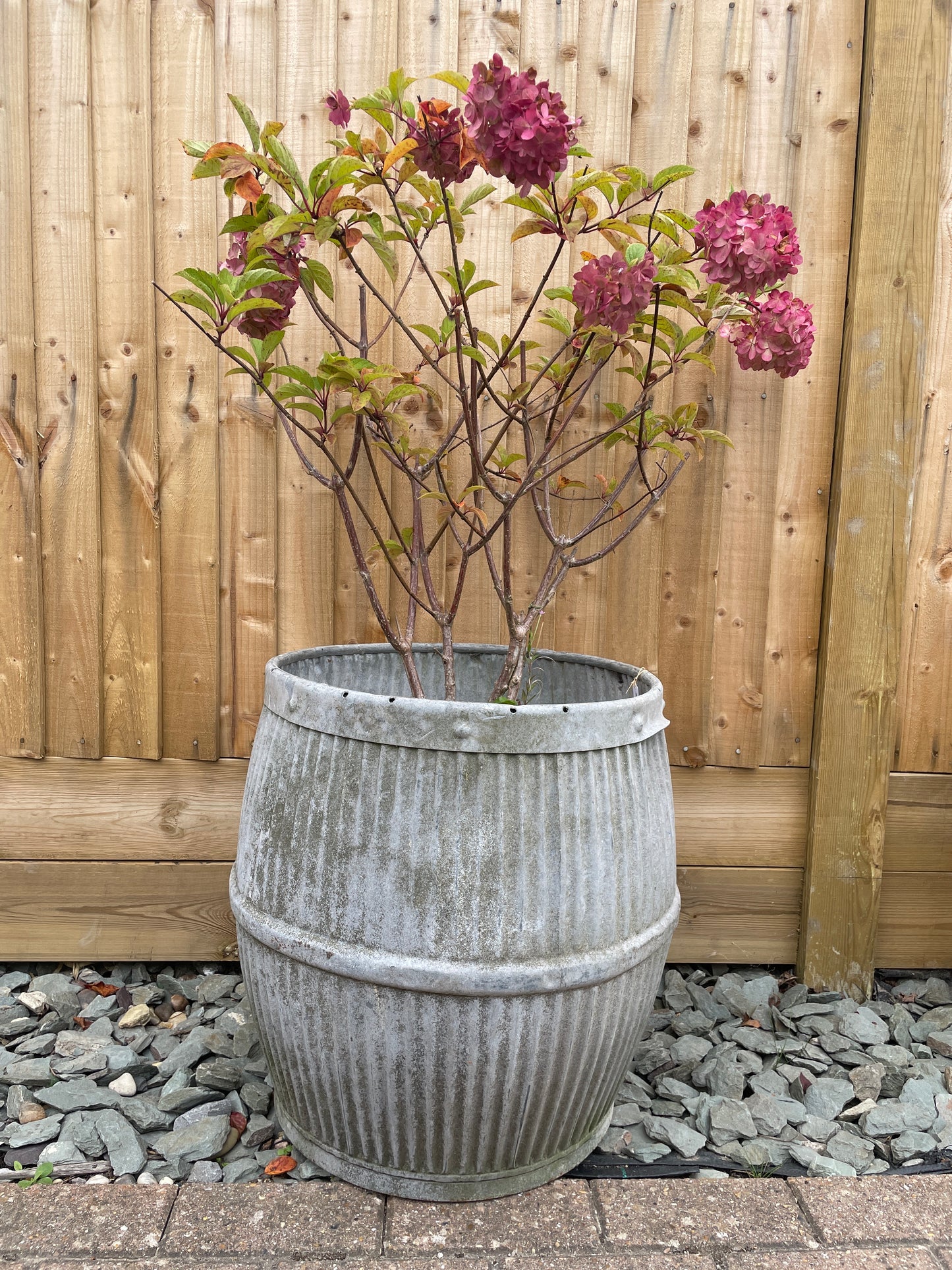 Dolly tub original vintage English design barrel shaped galvanised planter.