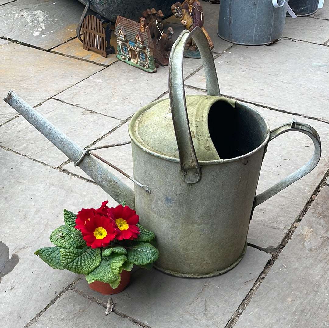Galvanised watering can 2G decorative planter.