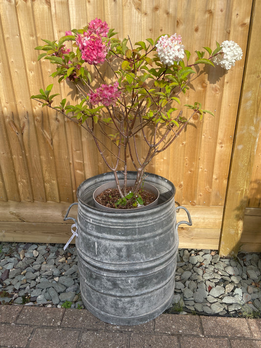 Dolly tub French or Belgian design galvanised planter.