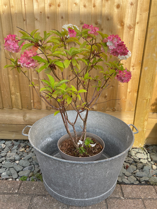 French Round 61cm galvanised tub garden planter.