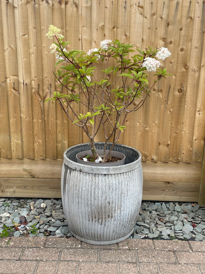 English Original Vintage Dolly Tub No 3 Pattern Galvanised Ribbed Planter.