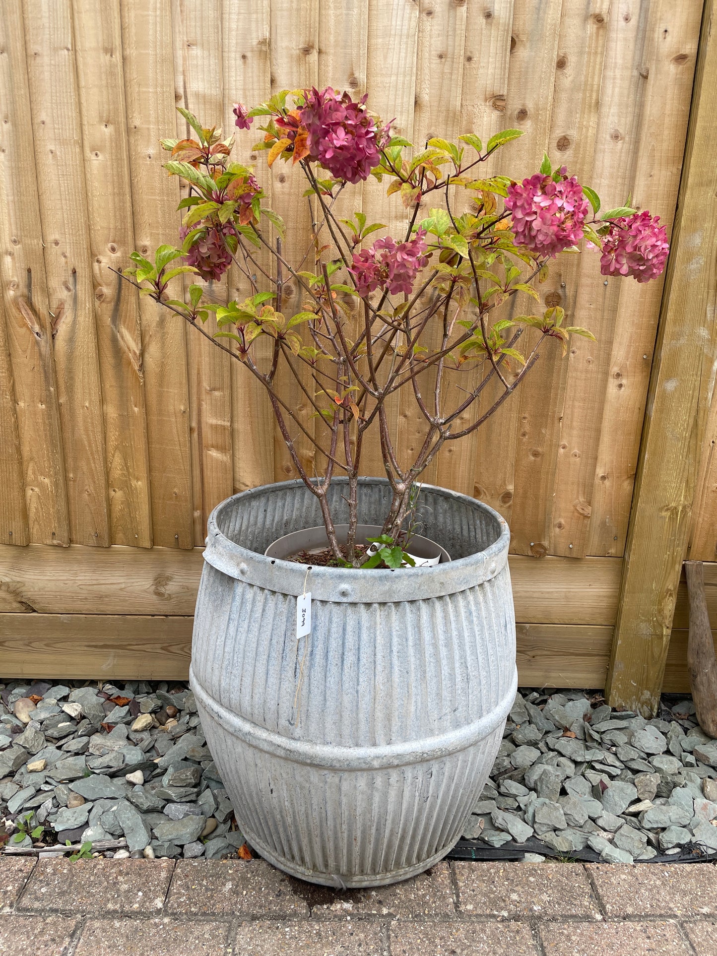 Dolly tub vintage original English design galvanised barrel shaped planter.