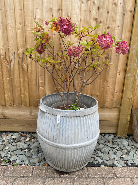 Dolly tub vintage original English design galvanised barrel shaped planter.