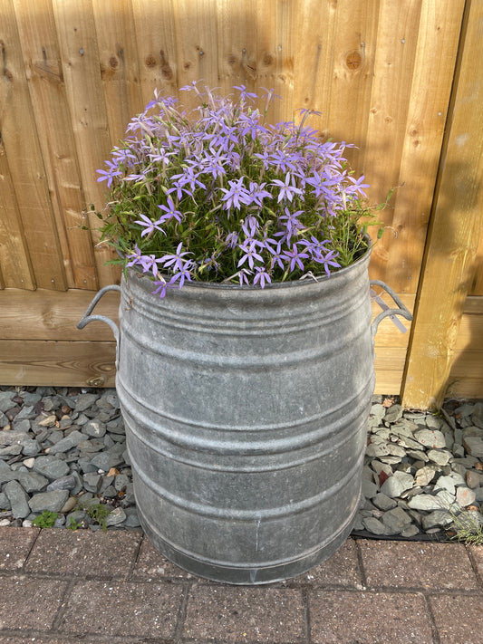 Dolly tub French/Belgian vintage galvanised planter.