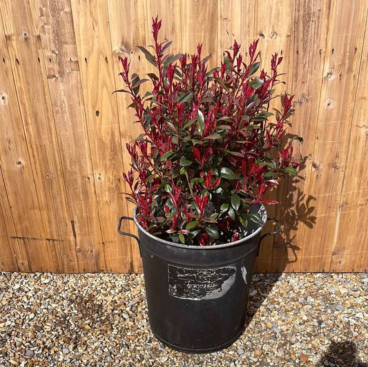 Rustic round galvanised bin garden planter with black aged paint.