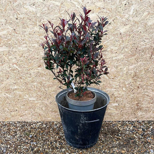 Galvanised tapered bin planter rustic black 47cm.