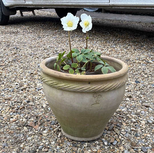 Light coloured terracotta urn plant pot.