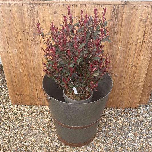 Large bucket type metal planter tree planting pot.